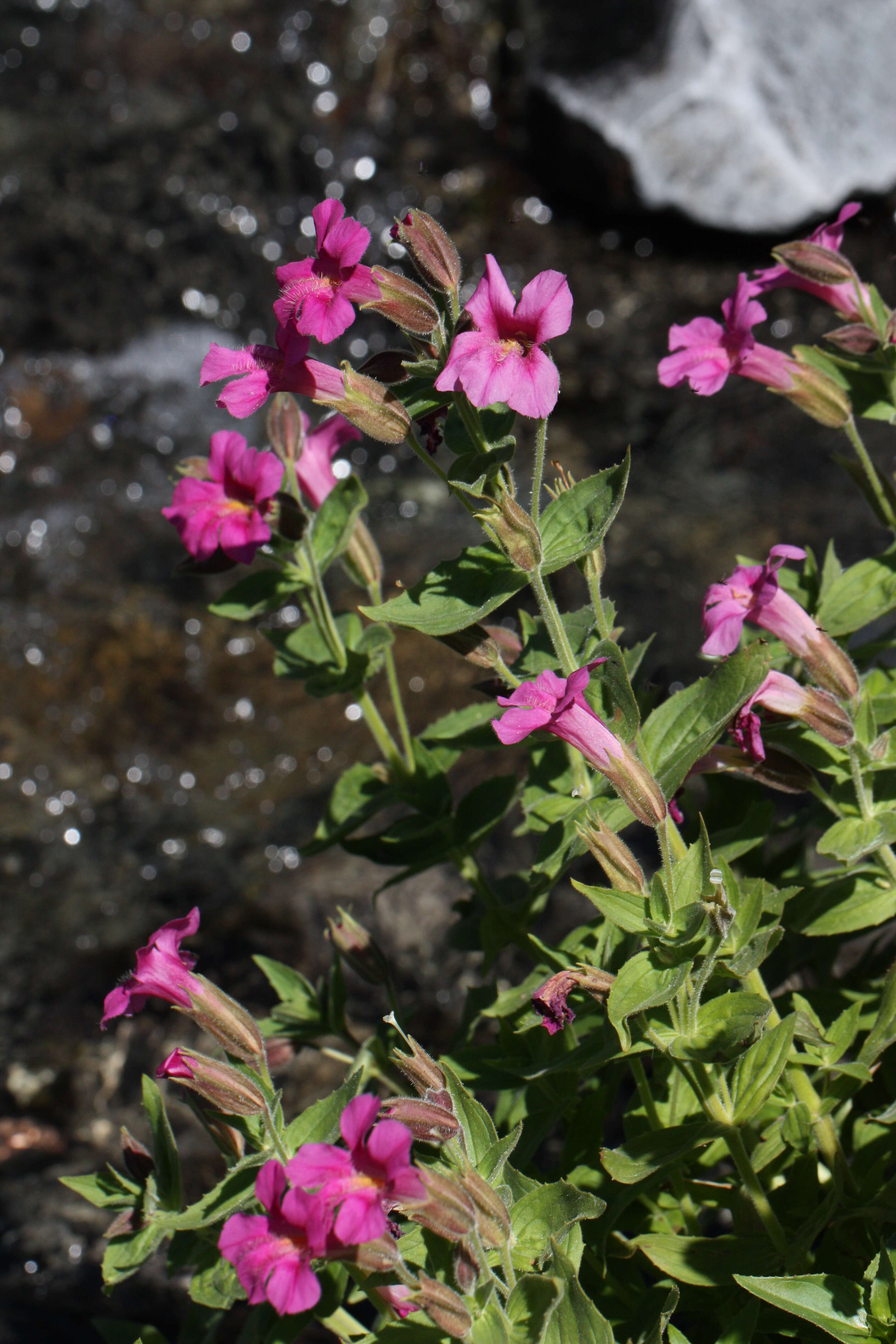 Image of Great Purple Monkey-Flower