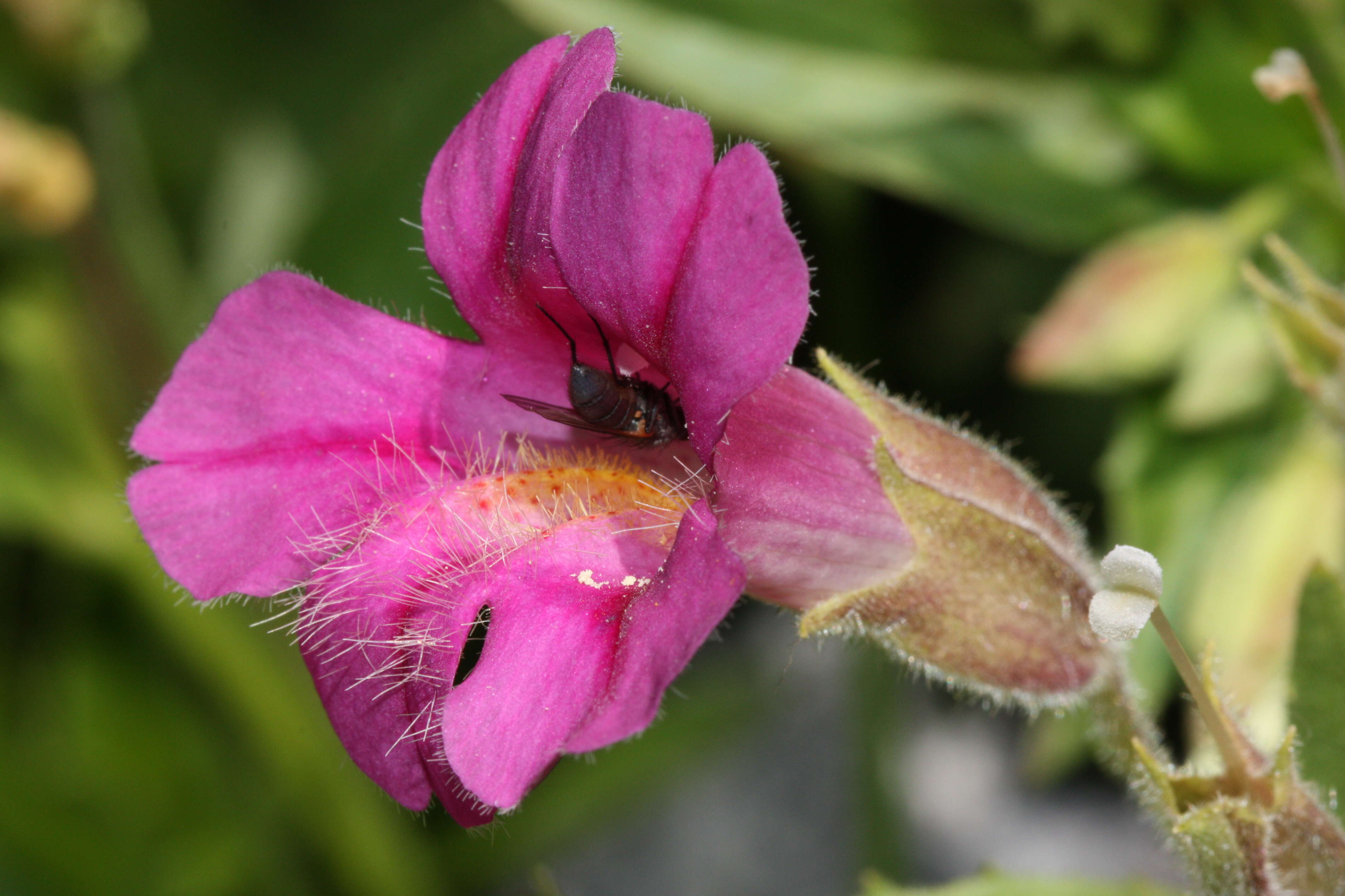 Image of Great Purple Monkey-Flower