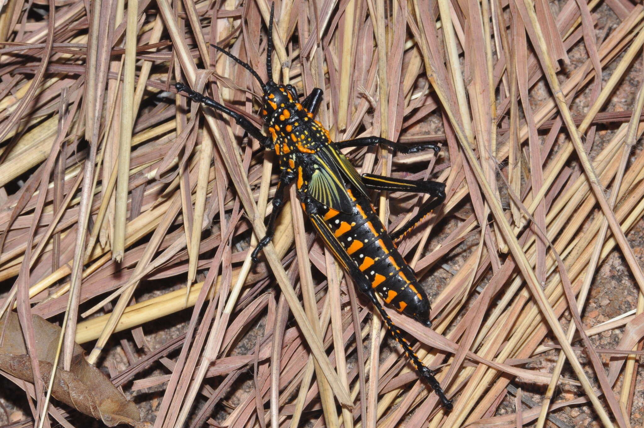 Plancia ëd Phymateus (Phymateus) saxosus Coquerel 1861