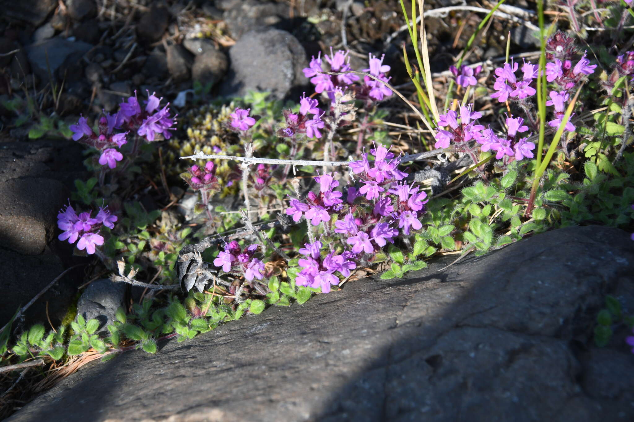 Слика од Thymus indigirkensis Karav.