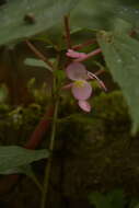 Image of Begonia dipetala Graham