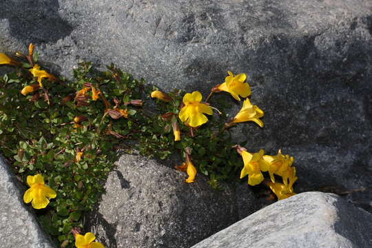 Image of Subalpine Monkey-Flower