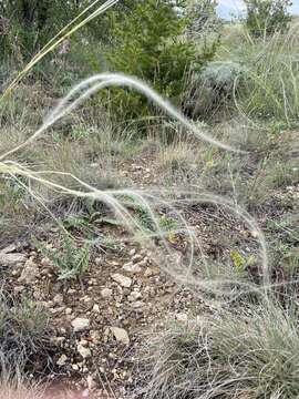 Image of South American rice grass