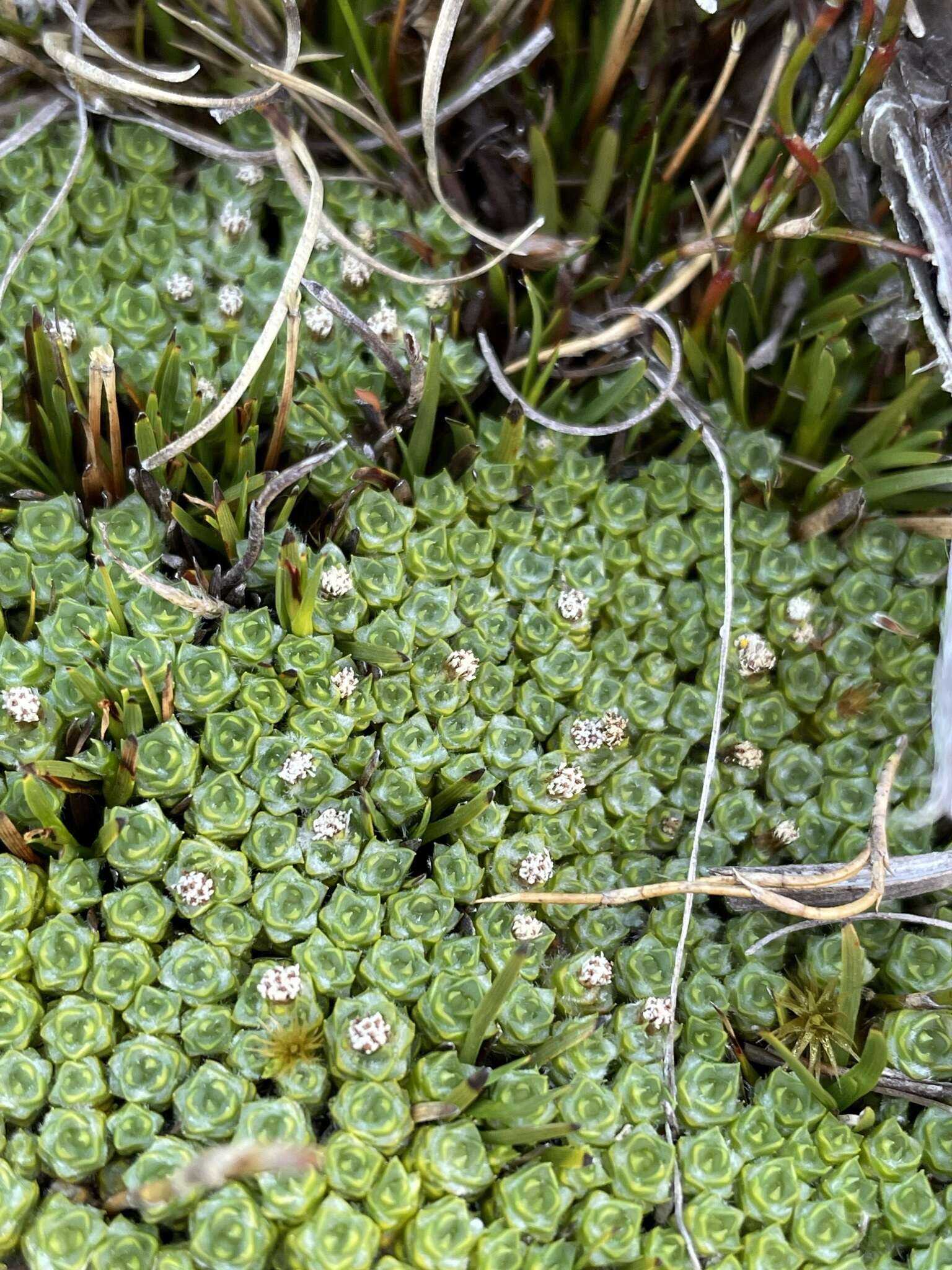 Слика од Pterygopappus lawrencii Hook. fil.