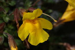 Image of Subalpine Monkey-Flower