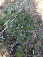 Image of Condalia buxifolia Reiss.