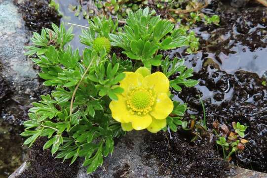 Image of Ranunculus sericophyllus Hook. fil.