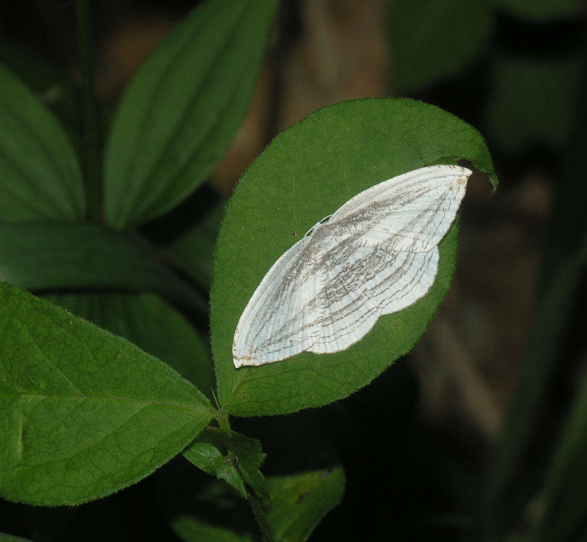 Image of Acropteris iphiata Guenée