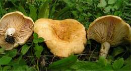 صورة Lactarius acerrimus Britzelm. 1893