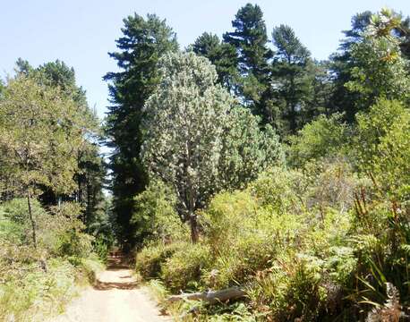 Image of Silver tree