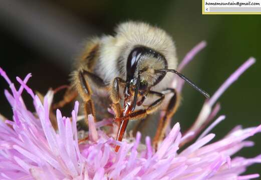 Image of Bombus picipes Richards 1934