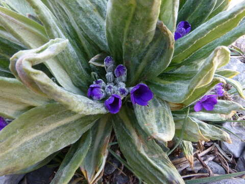 Plancia ëd Primula macrophylla D. Don