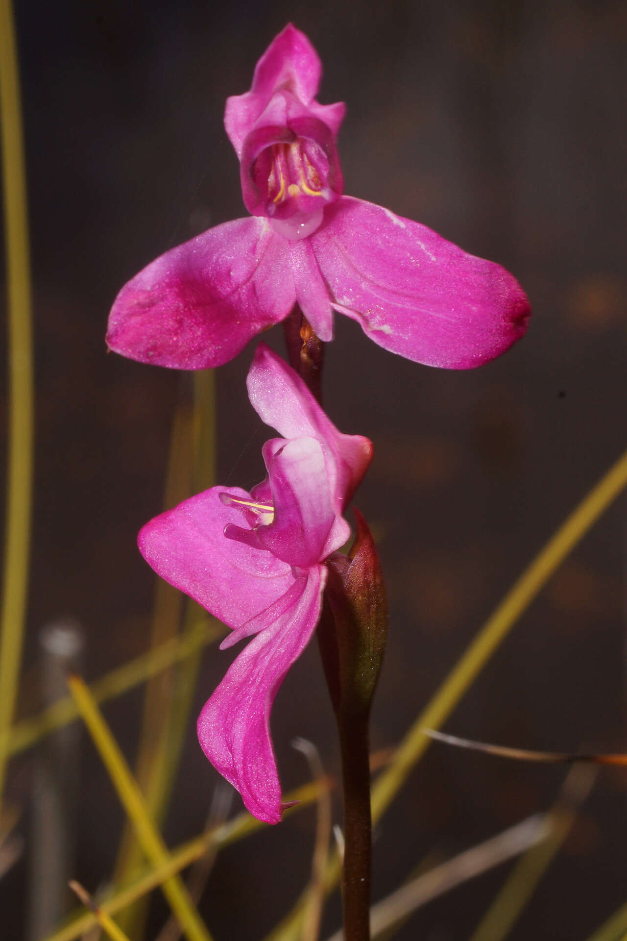 Image of Disa venosa Sw.