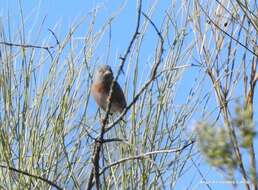 Image of Western Subalpine Warbler