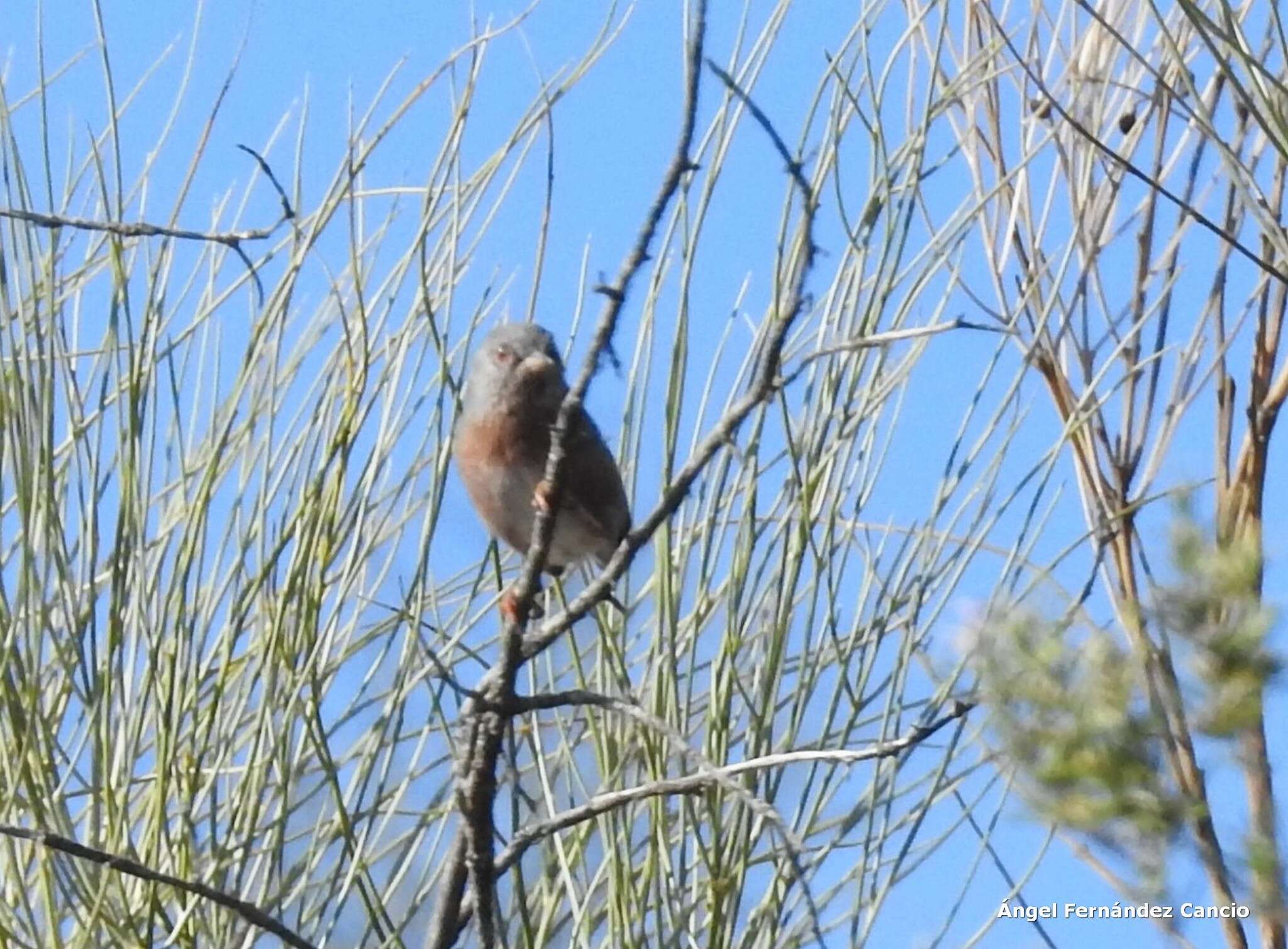 Image of Western Subalpine Warbler