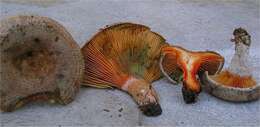 Image of Lactarius quieticolor Romagn. 1958