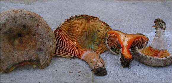 Imagem de Lactarius quieticolor Romagn. 1958