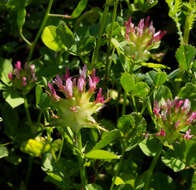 Image of Mediterranean clover