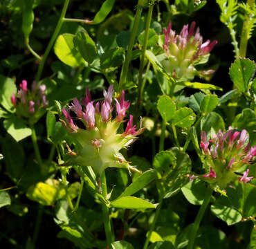 Trifolium spumosum L. resmi