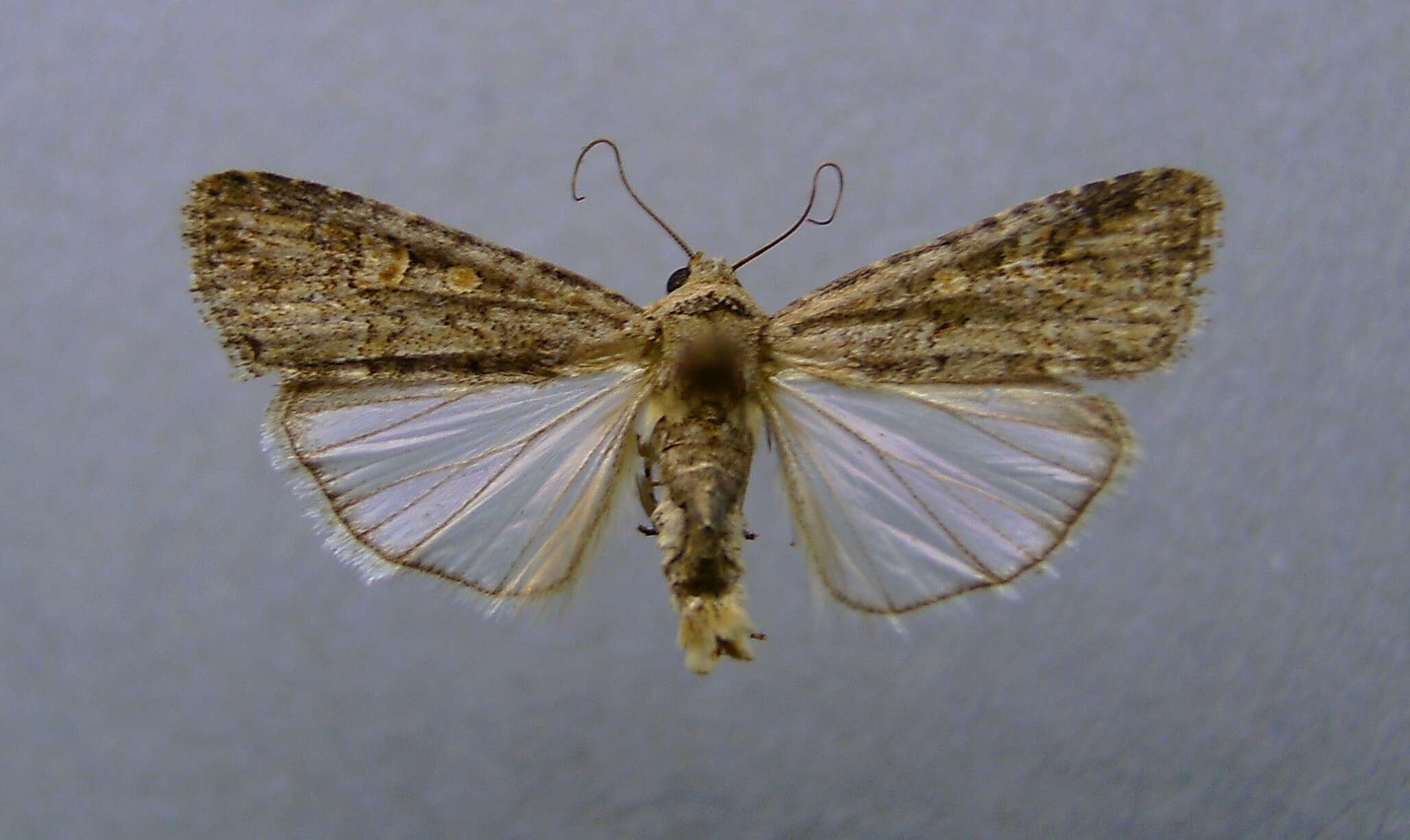 Image of beet armyworm