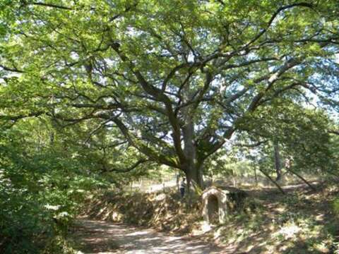 Image of European turkey oak