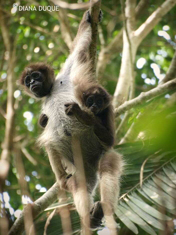 Image of Brown Spider Monkey