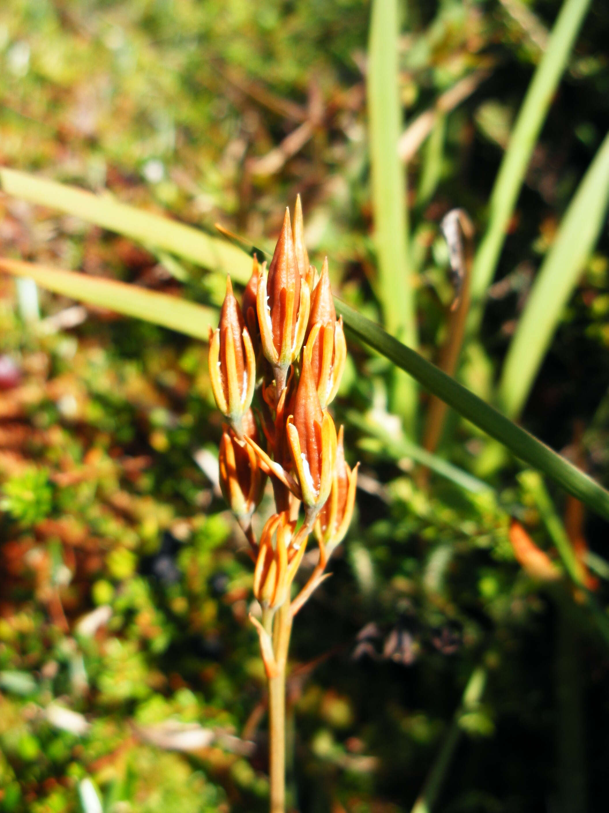 Image of Bog asphodel