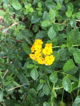 Image de Lantana polyacantha Schauer