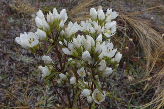 صورة Gentianella corymbifera subsp. gracilis Glenny