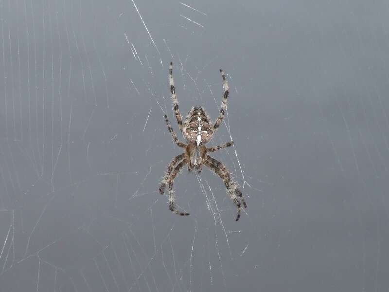 Image of Garden spider