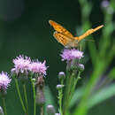 Imagem de Argynnis ruslana Motschulsky 1866