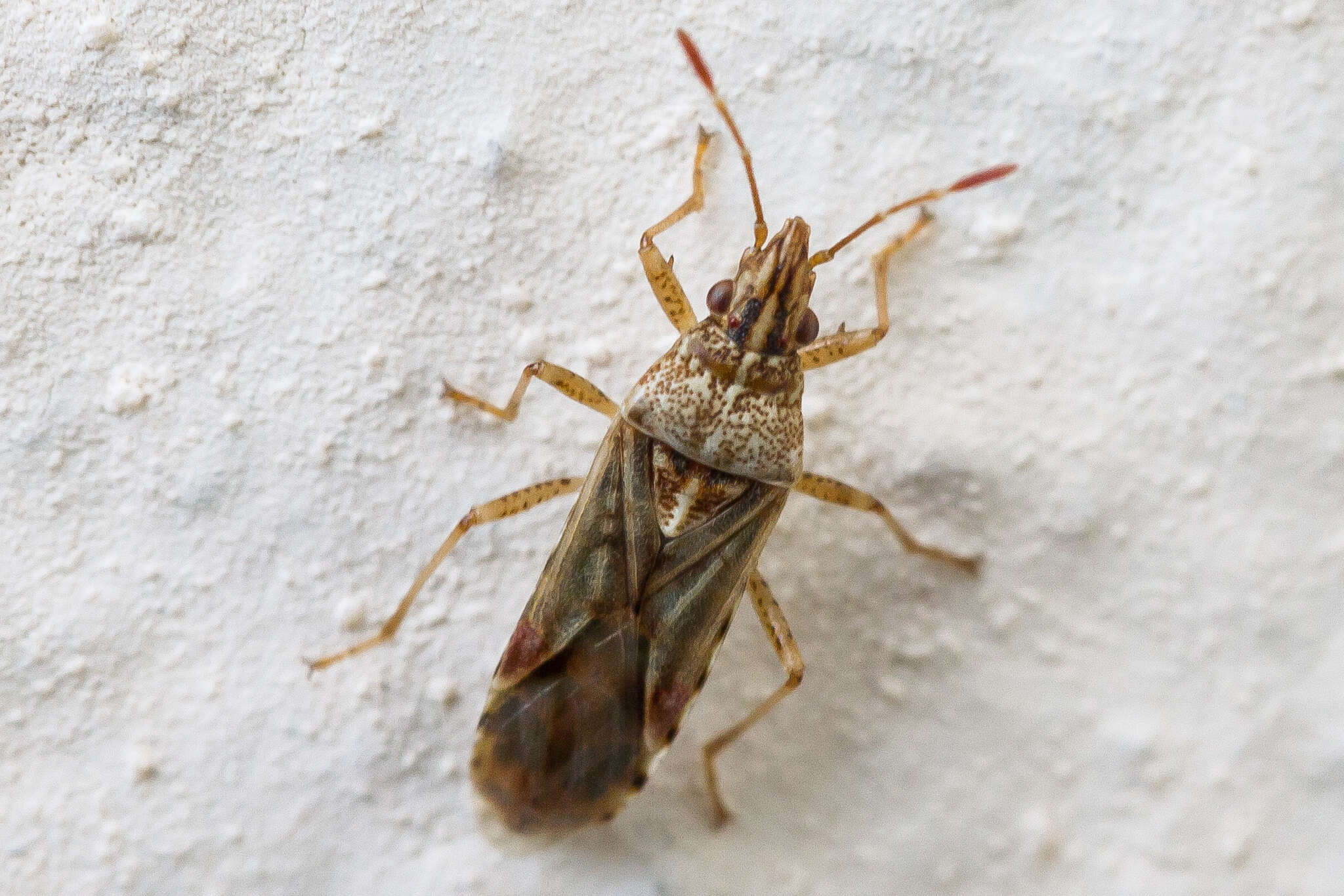 Image of sycamore seed bug