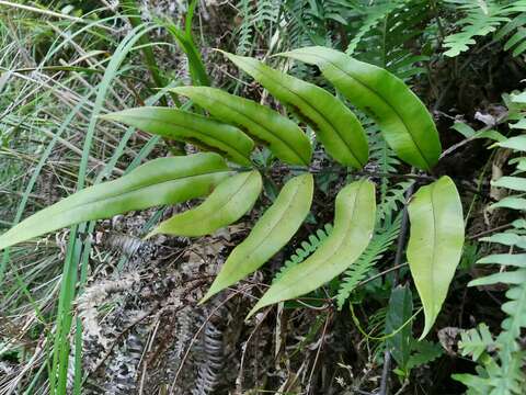 Sivun Pteris insignis Mett. ex Kuhn kuva