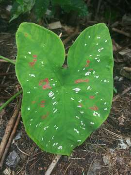 Image of Caladium bicolor f. argyrospilum (Lem.) Vent.