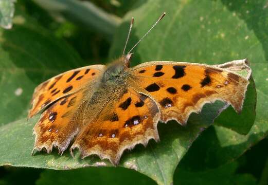 Слика од Polygonia c-aureum Linnaeus 1758