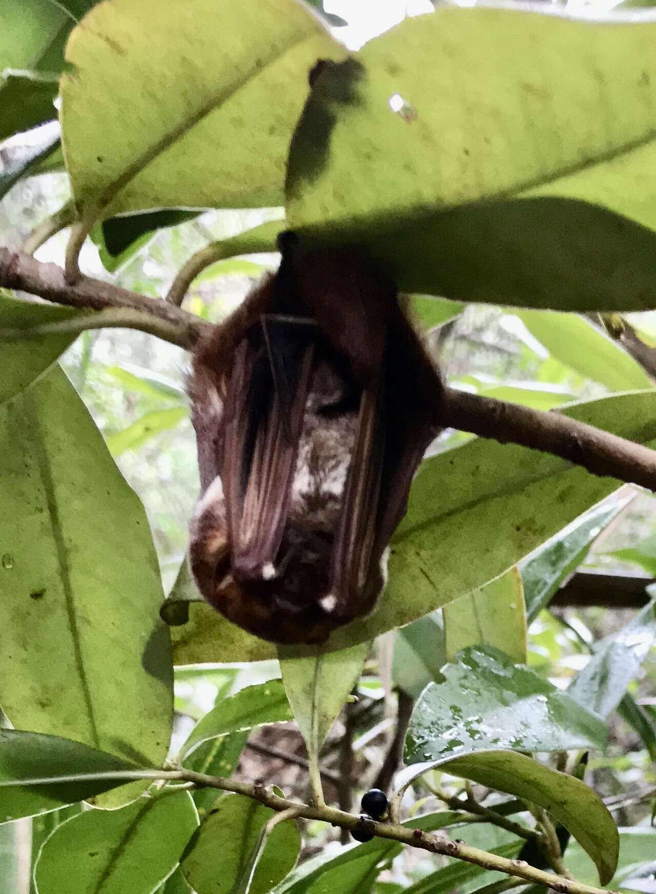 Image of Seminole Bat