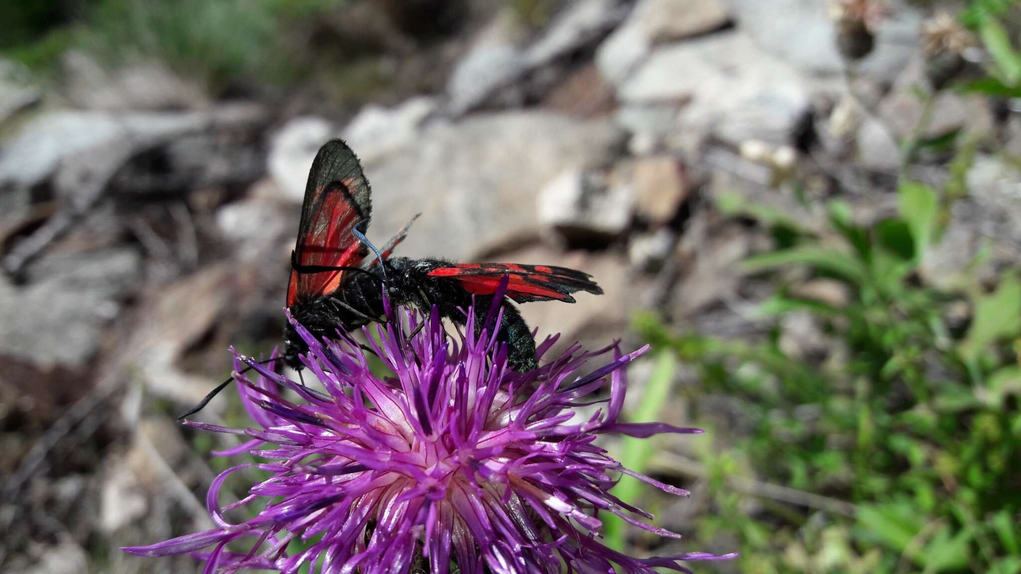 Image of six-spot burnet