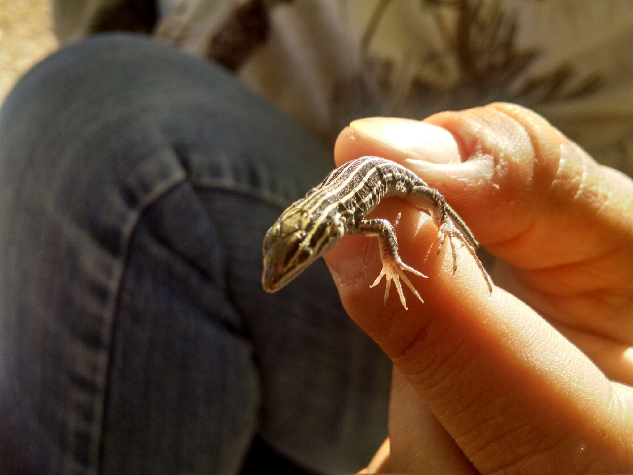 Image of Plateau Striped Whiptail