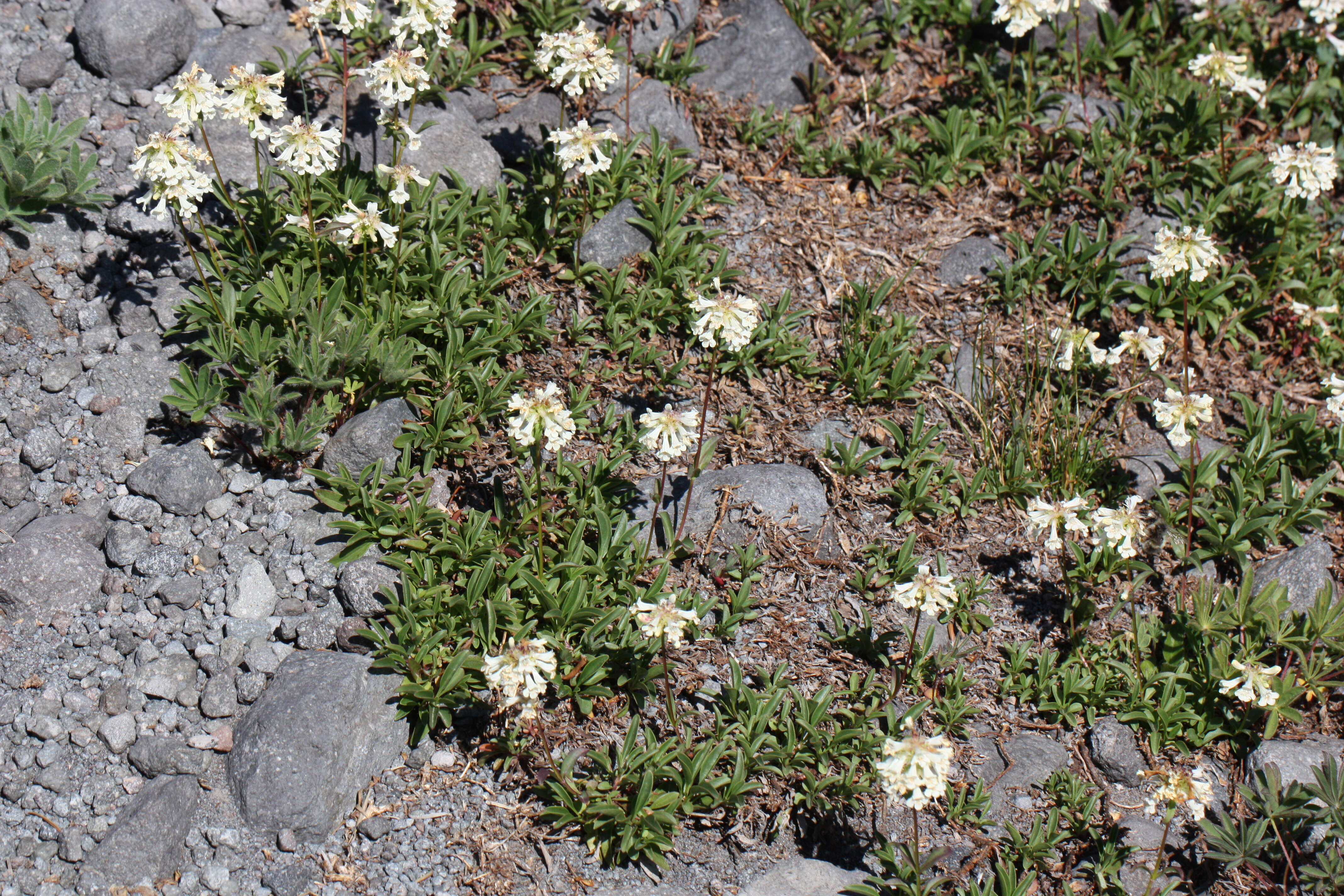 Image of littleflower penstemon