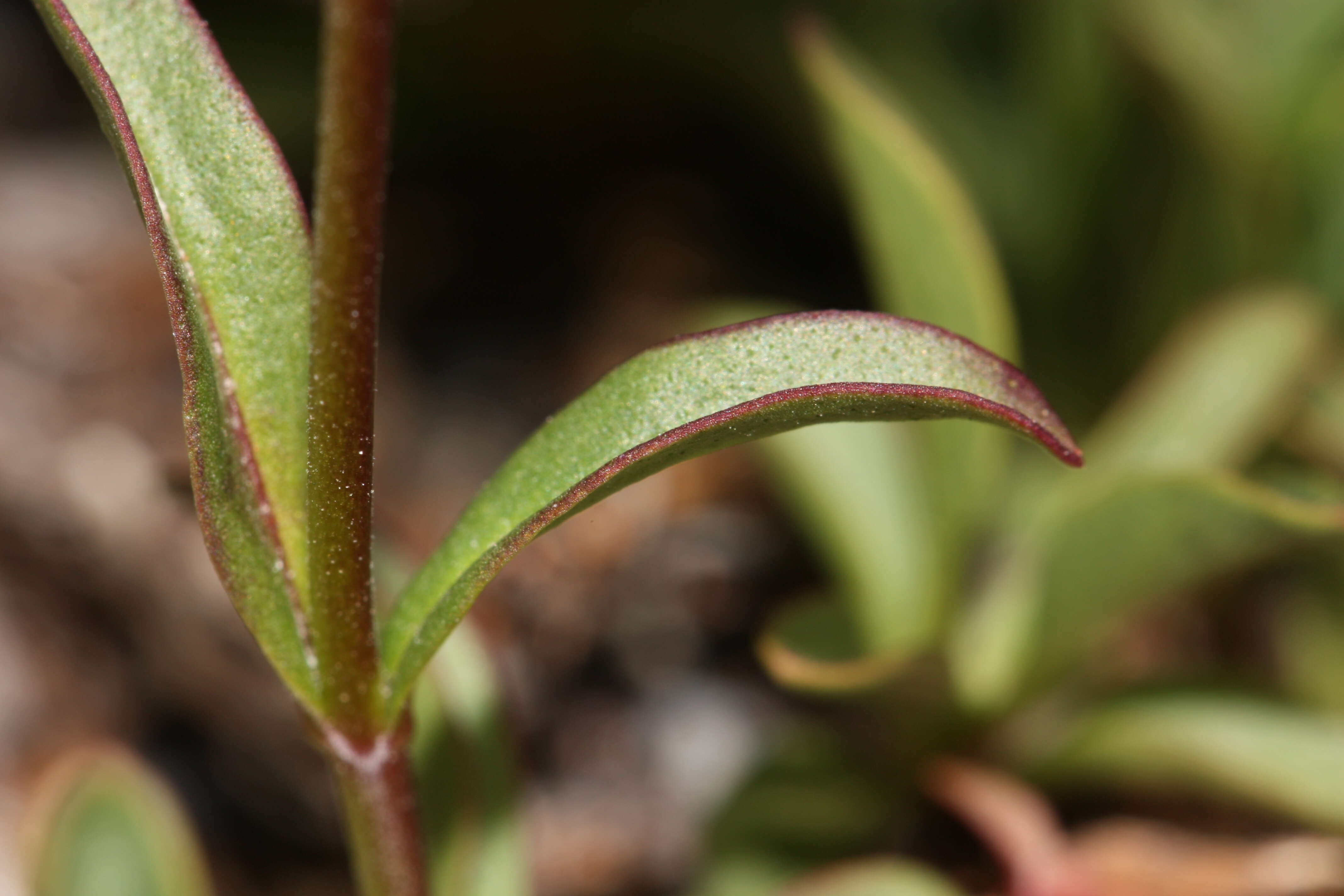 Image of littleflower penstemon