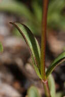 Image of littleflower penstemon