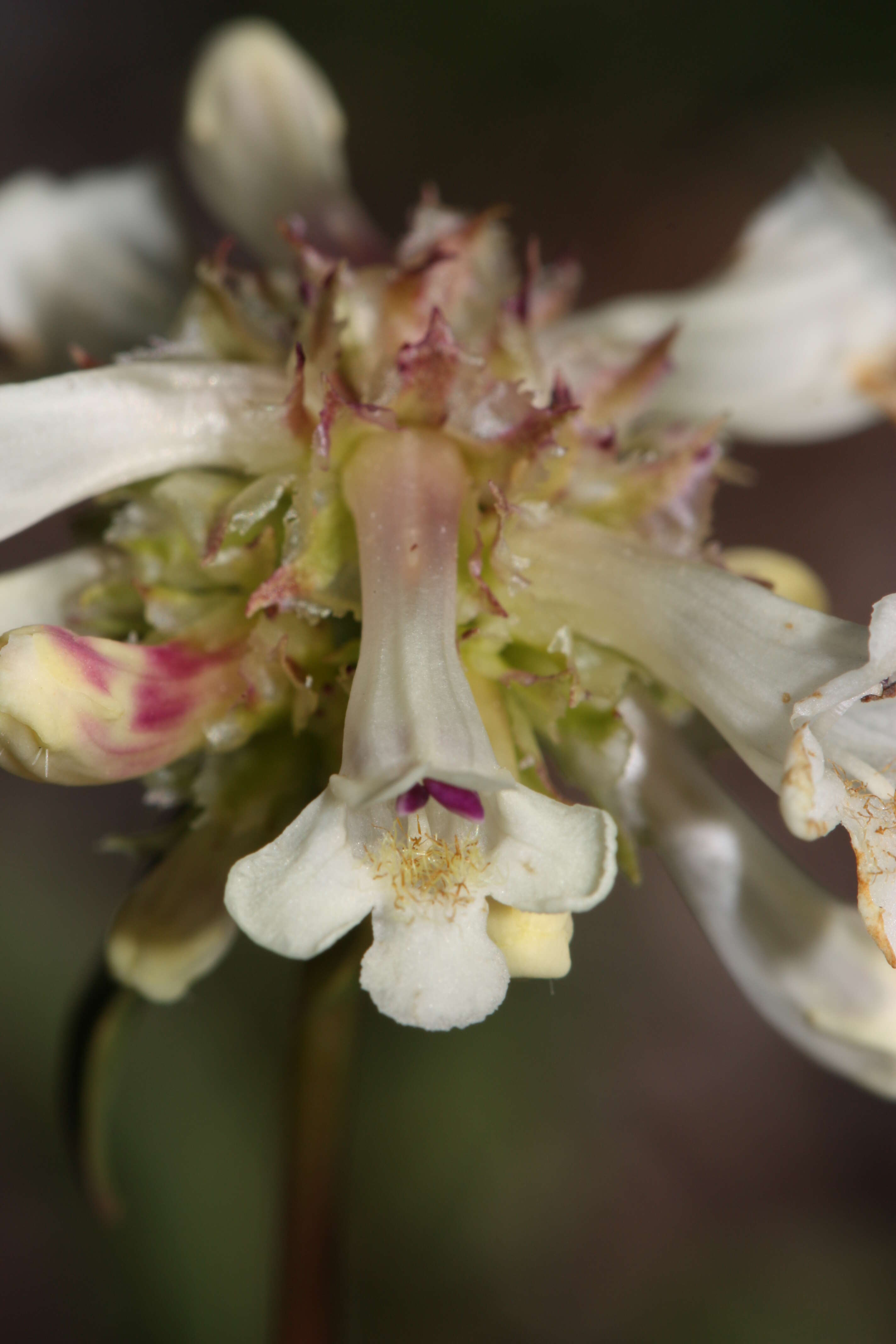 Image of littleflower penstemon