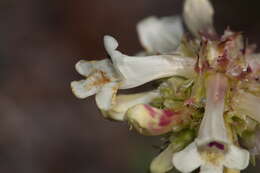 Image of littleflower penstemon