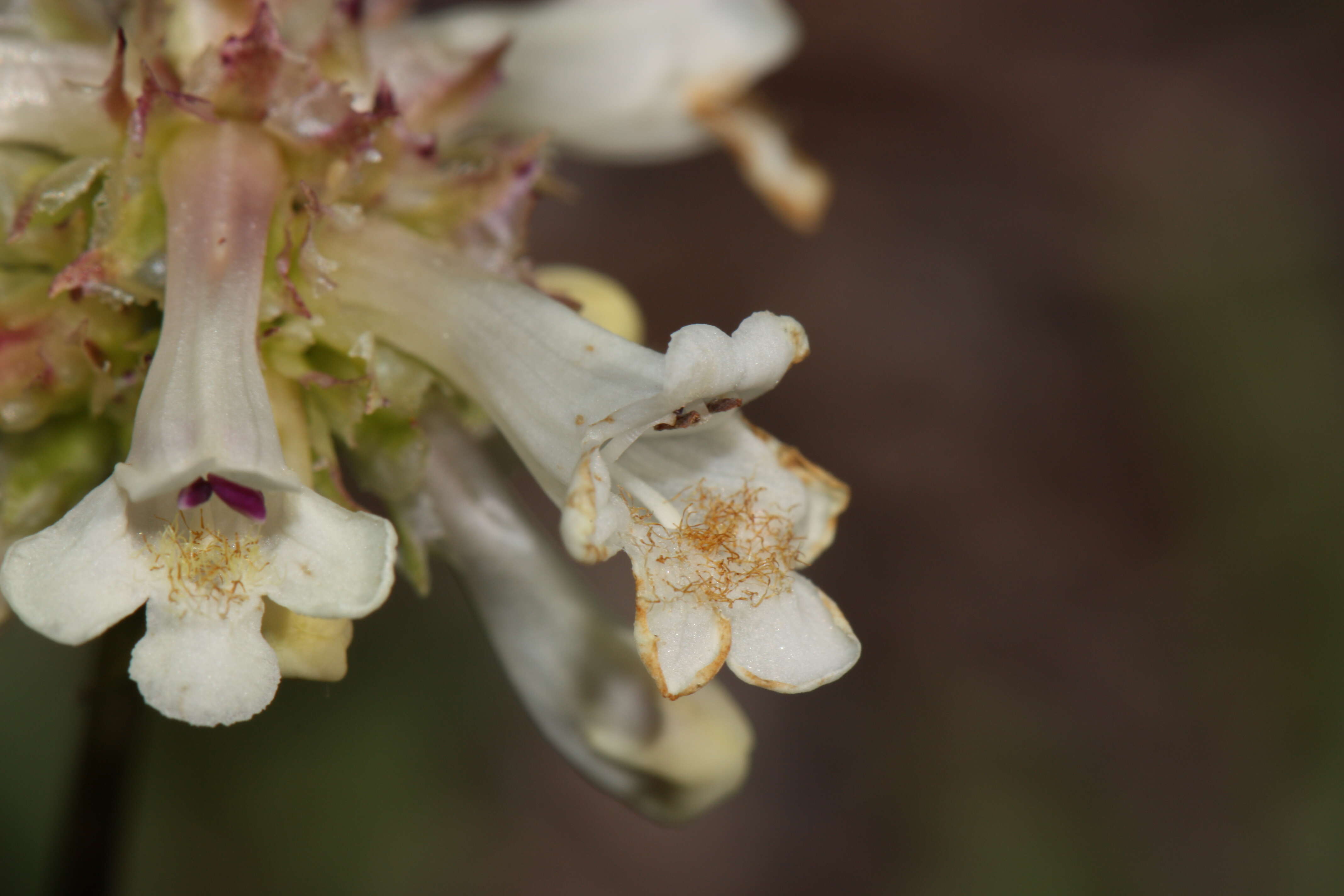 Image of littleflower penstemon