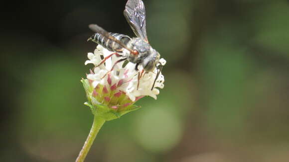 Image of Say's Cuckoo-leaf-cutter