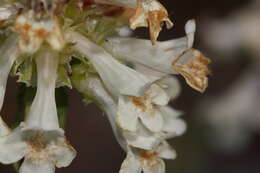 Image of littleflower penstemon