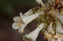 Image of littleflower penstemon