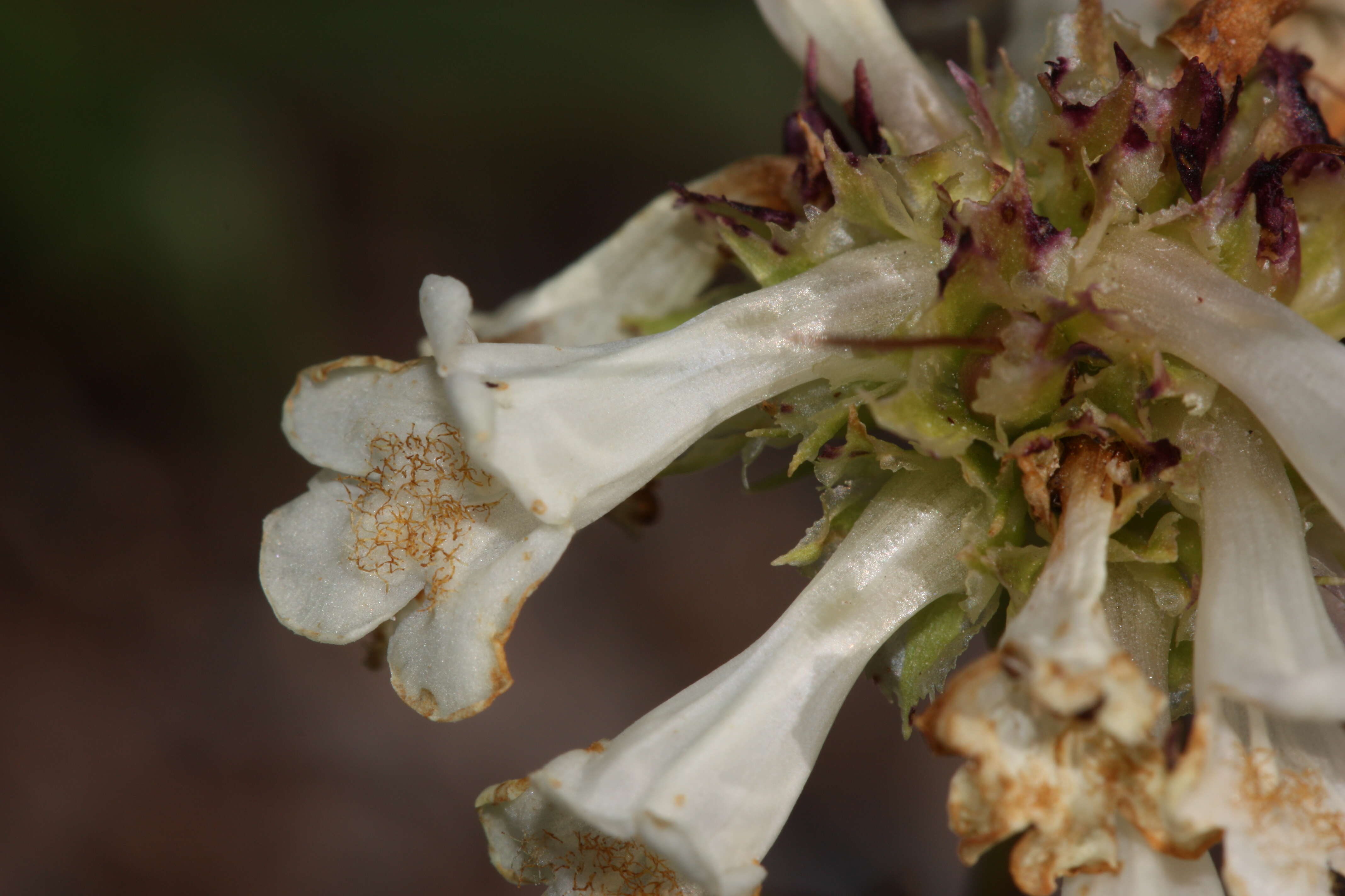 Image of littleflower penstemon