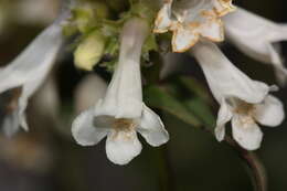 Image of littleflower penstemon