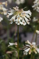 Image of littleflower penstemon